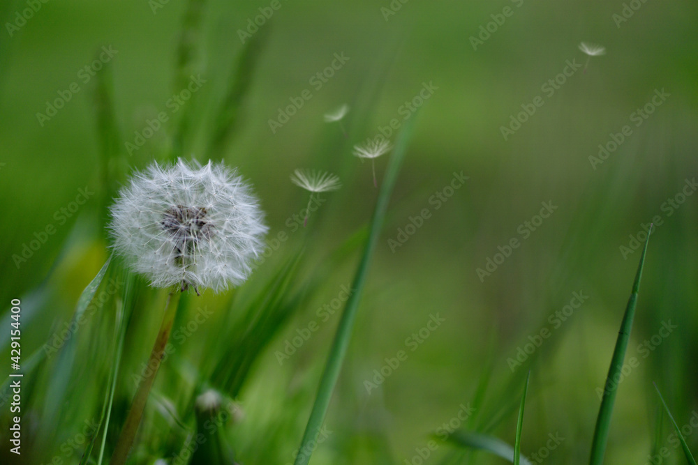 Close up of  single dandelion flower plant in the garden seeds flying springtime bloom copy space