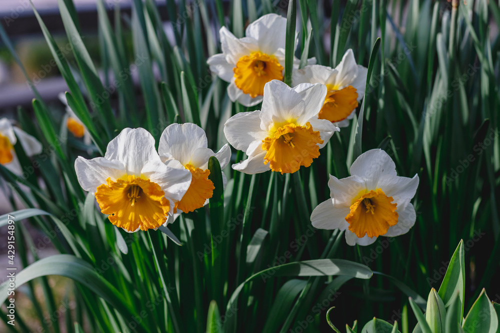 White daffodils with green foliage. White daffodils with a red core bloom. White daffodil flowers on a blurry background on a sunny day. The first flowers of spring White daffodils with green foliage. White daffodils with a red core bloom. White daffodil flowers on a blurry background on a sunny day. The first flowers of spring