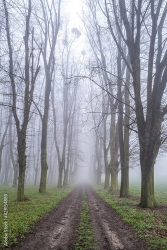 las we mgle o świcie © Henryk Niestrój