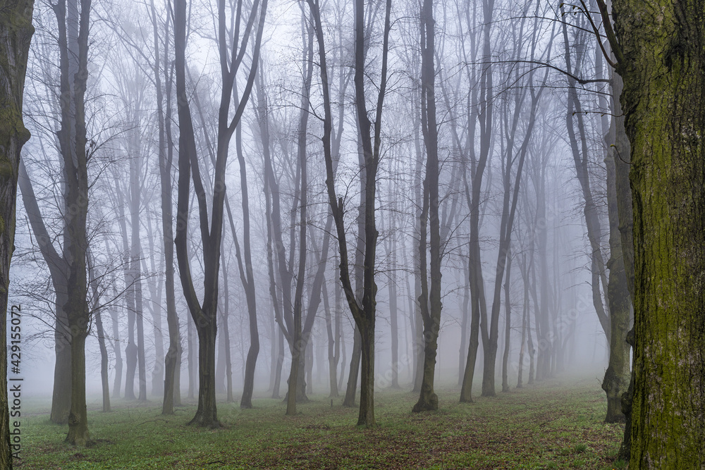 mgła w lesie - obrazy, fototapety, plakaty 