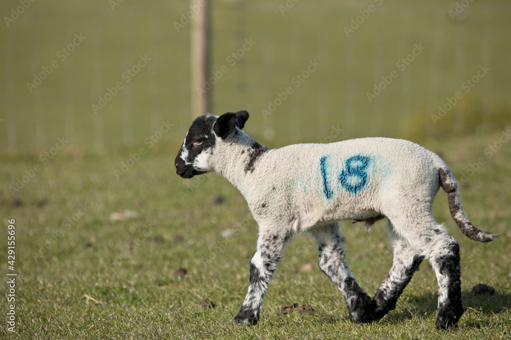 Lamb in a field in springtime, North Yorkshire, England, United Kingdom
