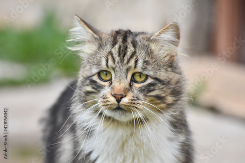 Cat Portrait, Norwegian Forest cat. Norwegian fluffy cat in backyard