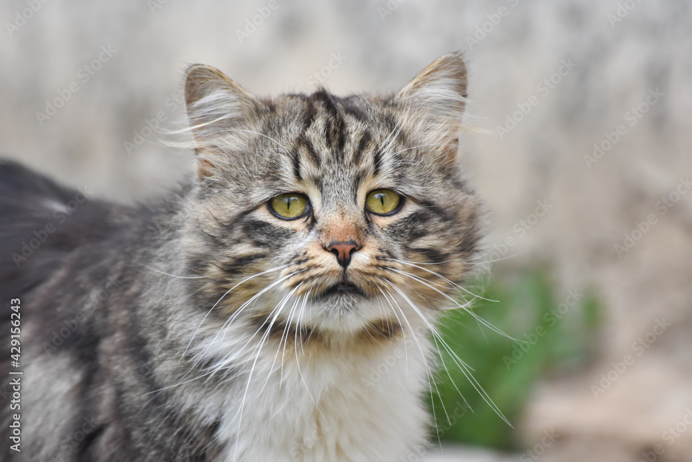 Cat Portrait, Norwegian Forest cat. Norwegian fluffy cat in backyard