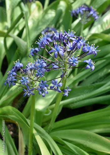 Fleurs bleues de la Scille du Pérou photo