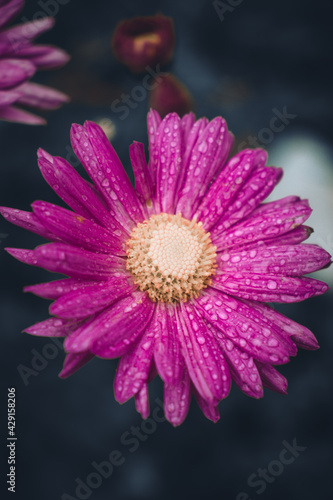 pink flower on black with water droplets