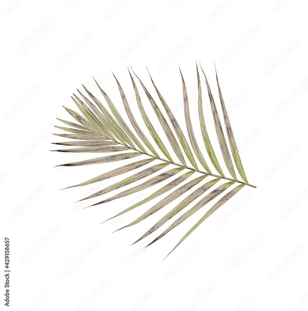 Fototapeta premium Green leaves of palm tree isolated on white background