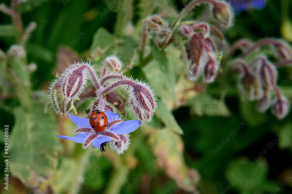 A ladybug on a borage flower (Borago officinalis) A ladybug on a borage flower (Borago officinalis)
