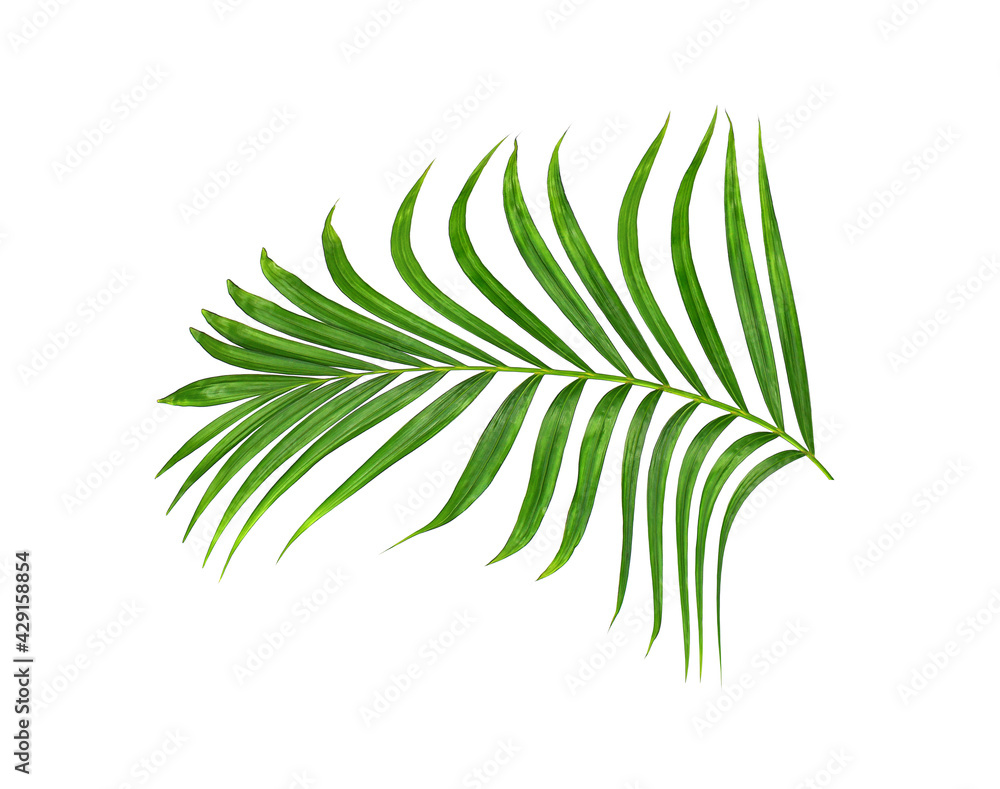 Green leaf of palm tree on white background Green leaf of palm tree on white background
