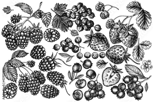 Vector set of hand drawn black and white strawberry, blueberry, red currant, raspberry, blackberry