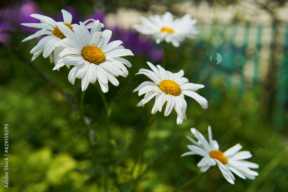 Fototapeta premium Chamomile flowers on a meadow in summer