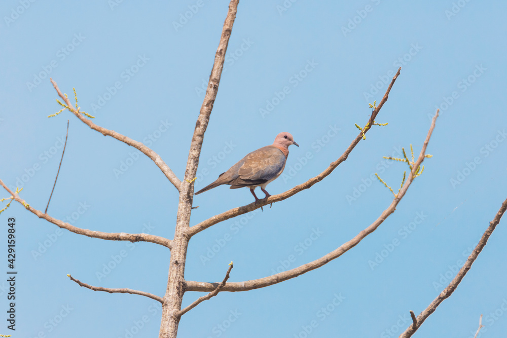 Laughing dove perched on a tree Laughing dove perched on a tree