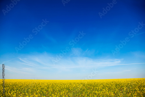 Rapeseed field and clouds in sky