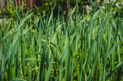 Fresh green grass growing in the garden, close up. Green natural grass background. Conception of horticulture, agricultural crops