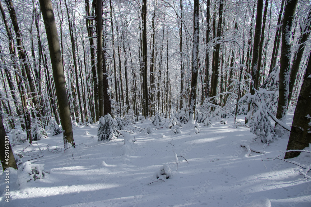 Fototapeta premium Trees covered with snow in the winter forest