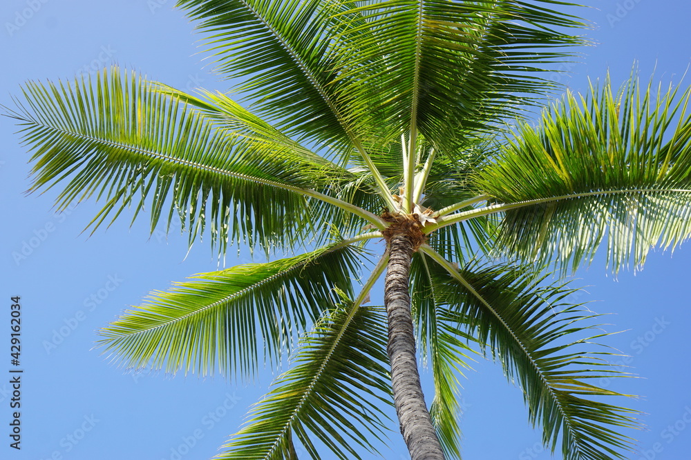 Fototapeta premium ハワイ