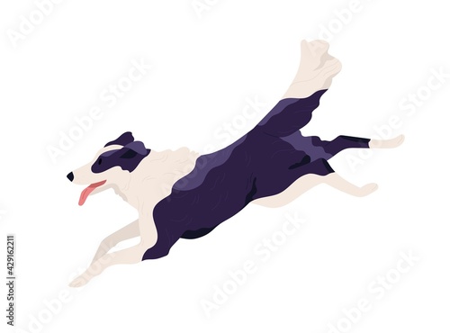 Purebred Border Collie running fast and chasing smb. Shepherd dog rushing with tongue hanging out. Doggy profile. Colored flat vector illustration of doggie isolated on white background