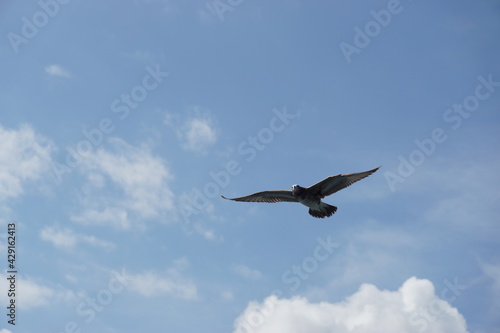 空を飛ぶ野鳥