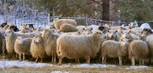 Sheep walking in snow at a farm photo