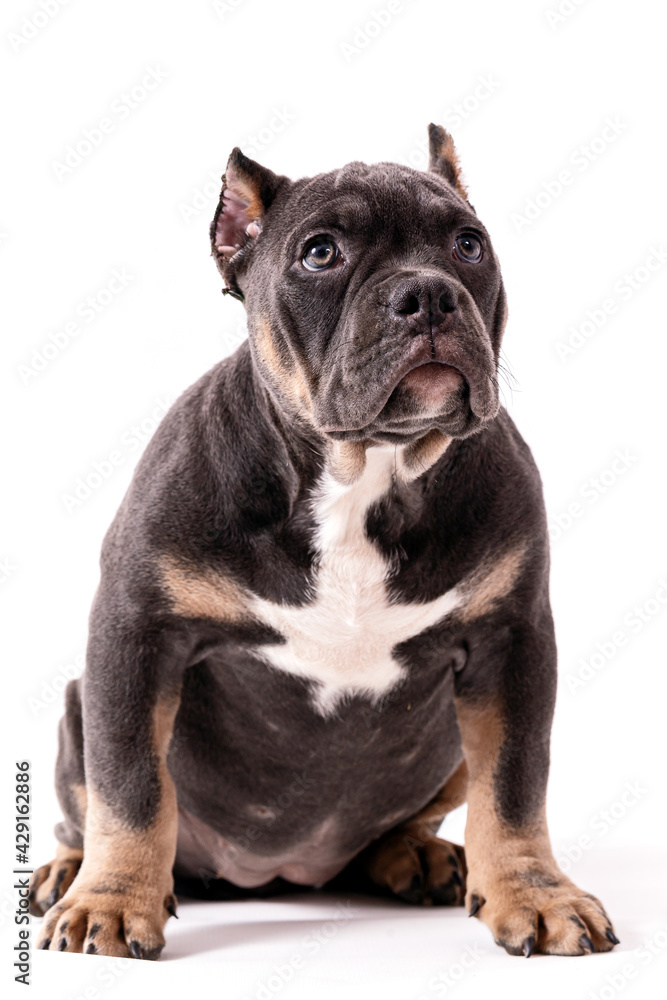 A puppy of the American Bully breed of the tricolor color. A newly created companion dog breed in the United States.