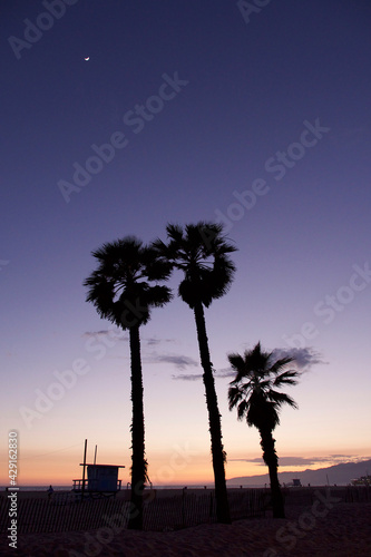 Silhouettes de palmiers au cre  puscule sous la lune