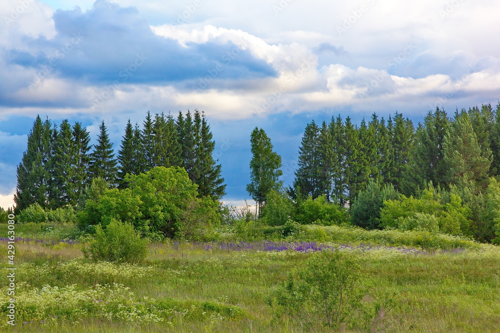 A field with blooming lupins and a forest on the horizon, a bright sky with other clouds A field with blooming lupins and a forest on the horizon, a bright sky with other clouds