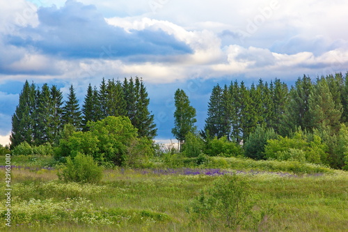 A field with blooming lupins and a forest on the horizon, a bright sky with other clouds