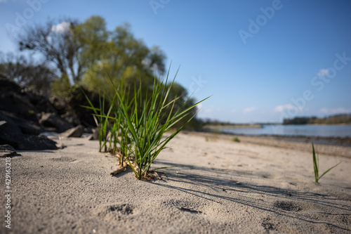 Rheinstrand Ludwigshöhe photo