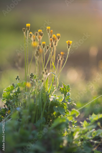 daisy plants with sun rays