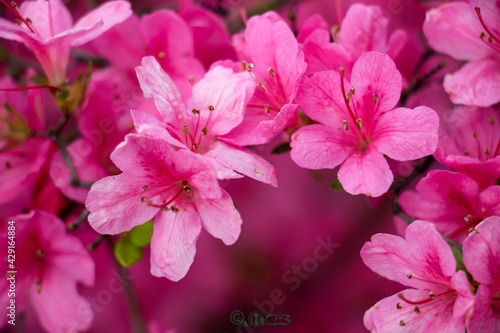 Flor de Rododendro