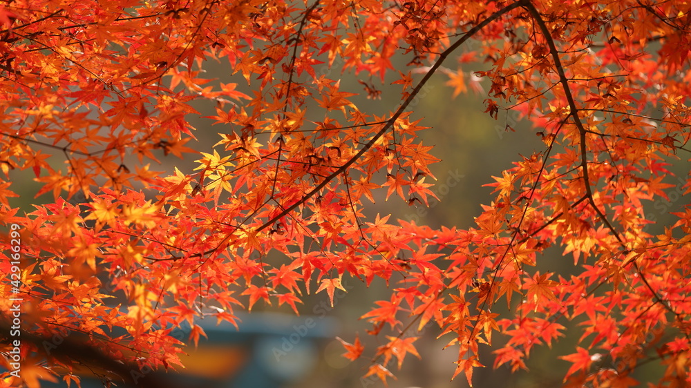 The beautiful autumn view with the colorful autumn leaves on the trees in autumn The beautiful autumn view with the colorful autumn leaves on the trees in autumn