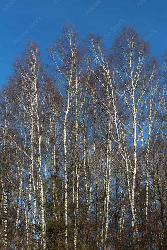 birch forest birch forest