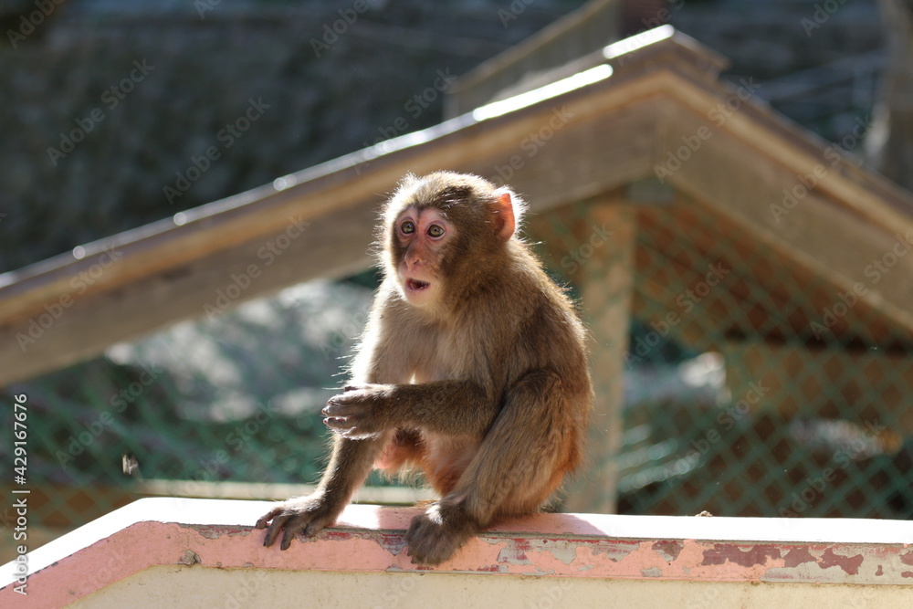 Obraz premium ニホンザル(子ザル)