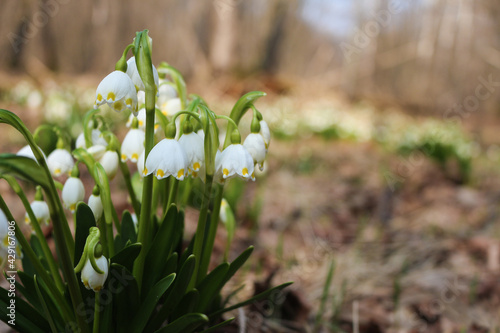 flowers snowdrops in the forest © Alla