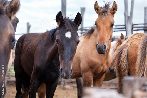 Foals in the paddock on the farm. Concept Animal Husbandry  Agriculture  Horses  Farm