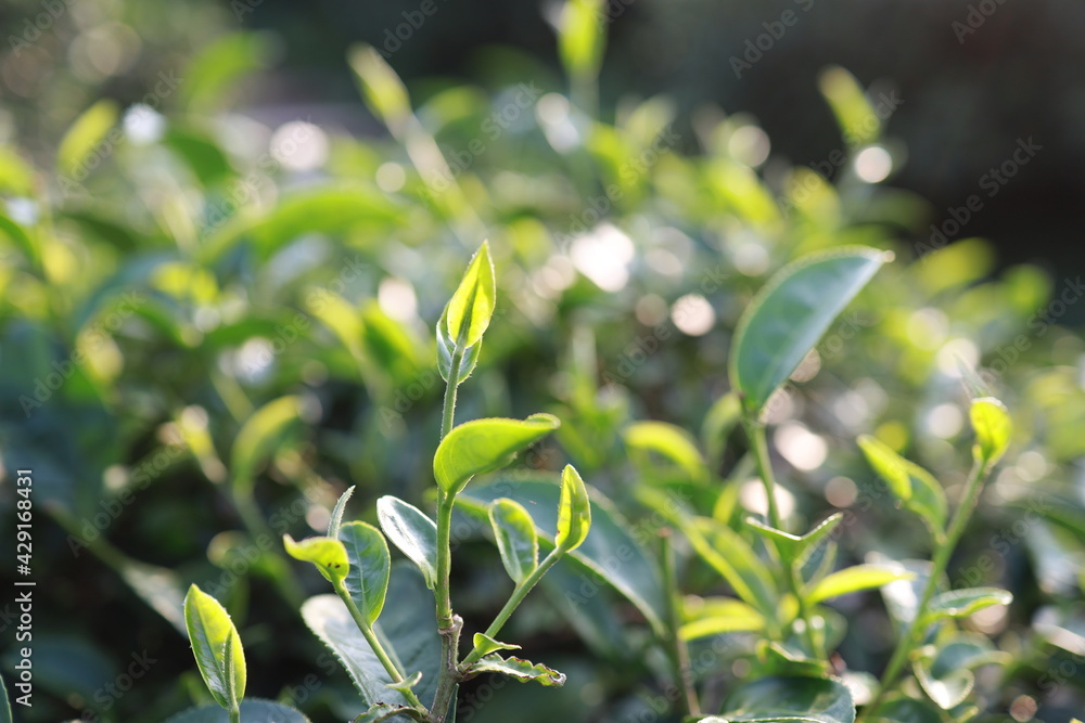 Obraz premium Green tea leaves in a tea plantation Closeup, Top of Green tea leaf in the morning