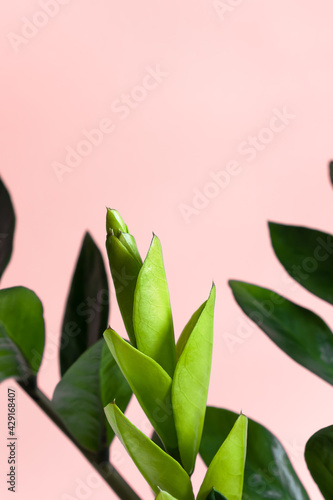 Branches with zamiokulkas leaves on a pink background. The concept of minimalism. Selective focus.