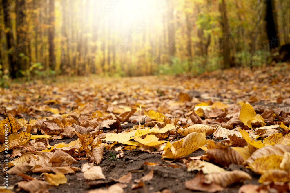 Dirt forest road covered with fallen yellow leaves autumn landscape Dirt forest road covered with fallen yellow leaves autumn landscape