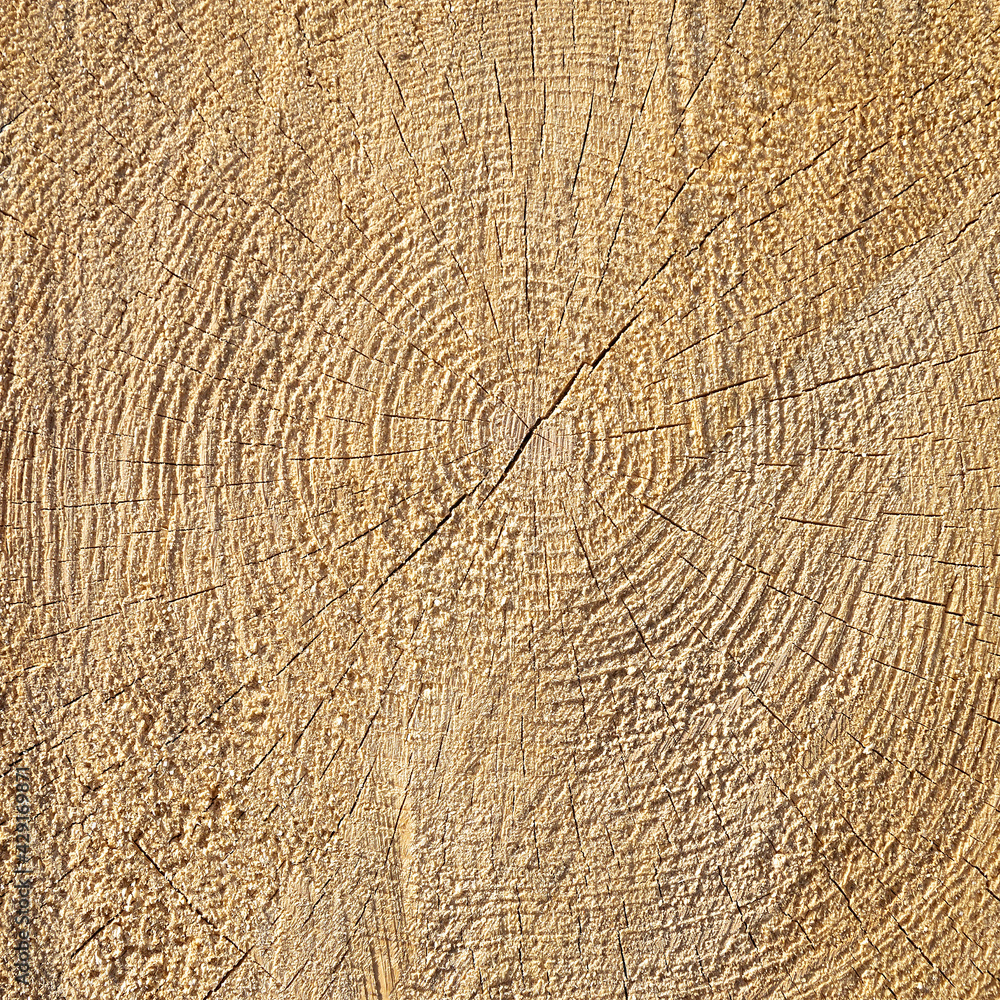 Fototapeta premium sawn wood texture