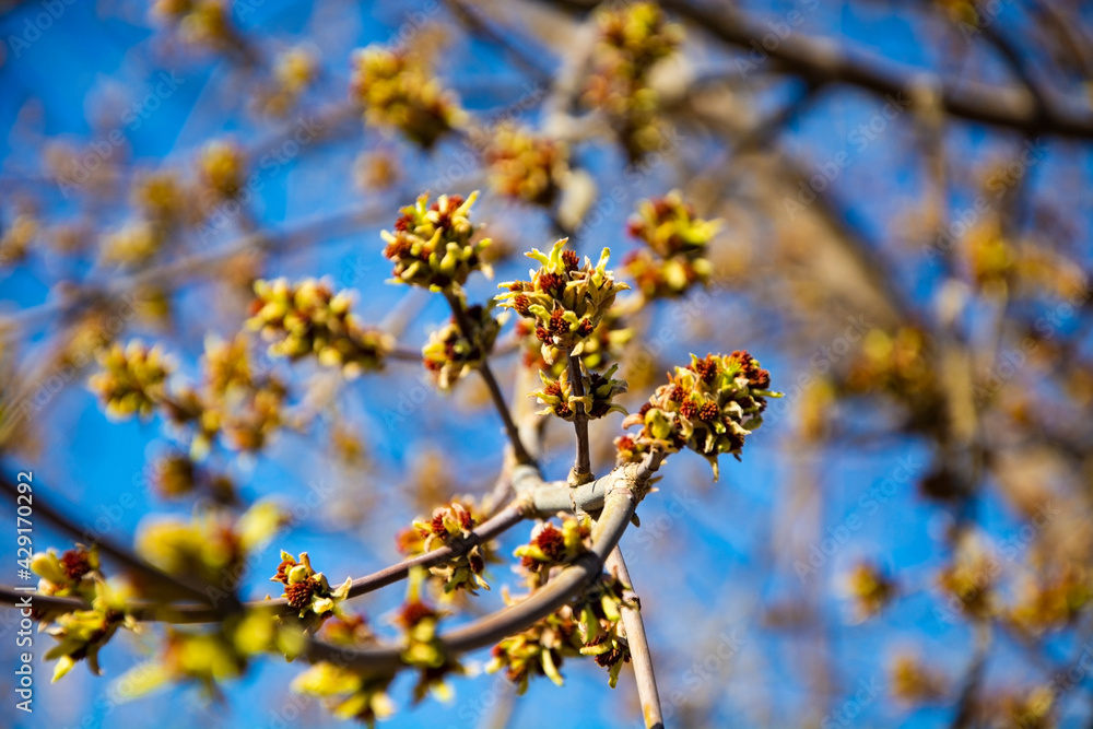 Foliage blooms on the branches of the tree Foliage blooms on the branches of the tree