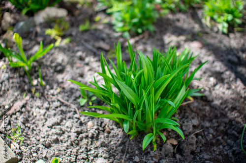 Obraz w ramie young green plant