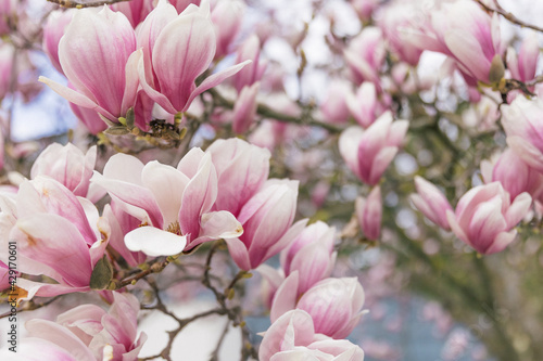 magnolia tree spring blossom