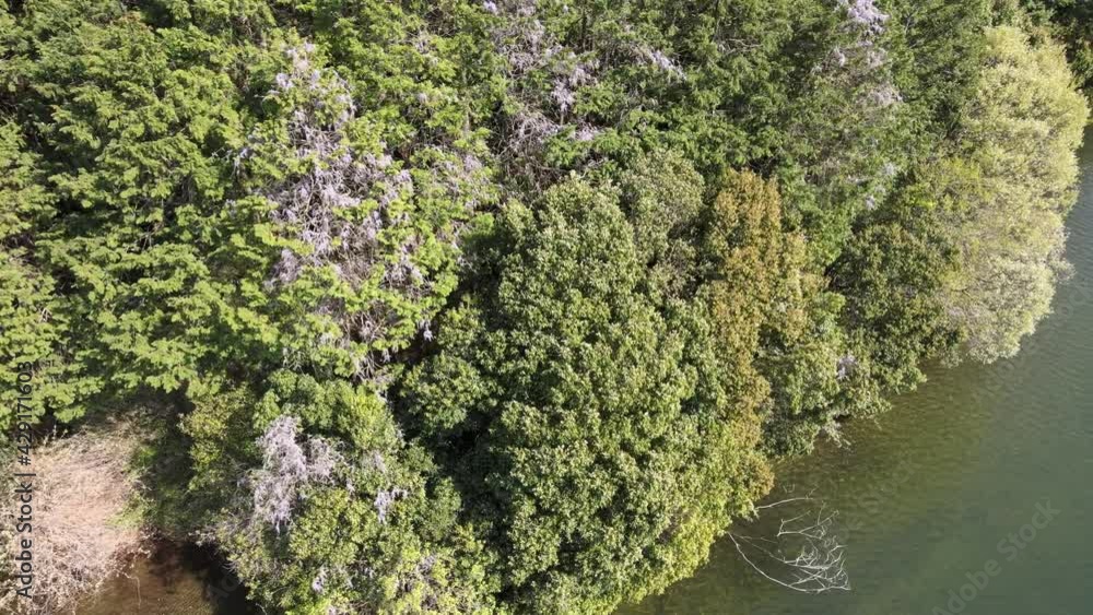 京都 藤の花 花 自然 空撮 4K 京都 藤の花 花 自然 空撮 4K