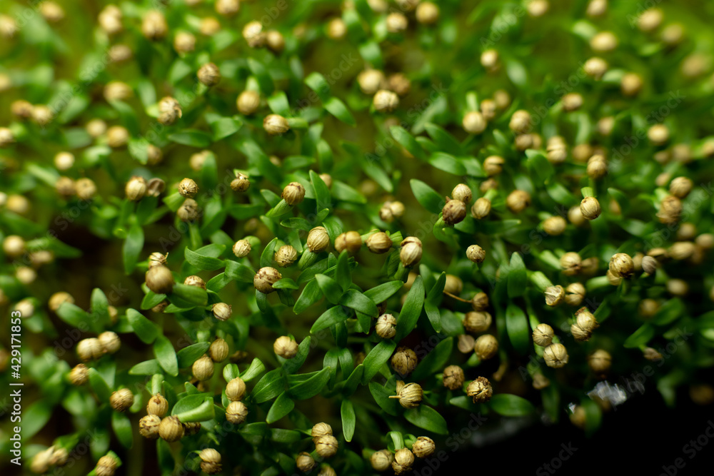 Fresh coriander sprouts, green leaves of microgreen coriander in a container. the concept of healthy eating and growing greenery at home, cityferm. Selective focus. Fresh coriander sprouts, green leaves of microgreen coriander in a container. the concept of healthy eating and growing greenery at home, cityferm. Selective focus.
