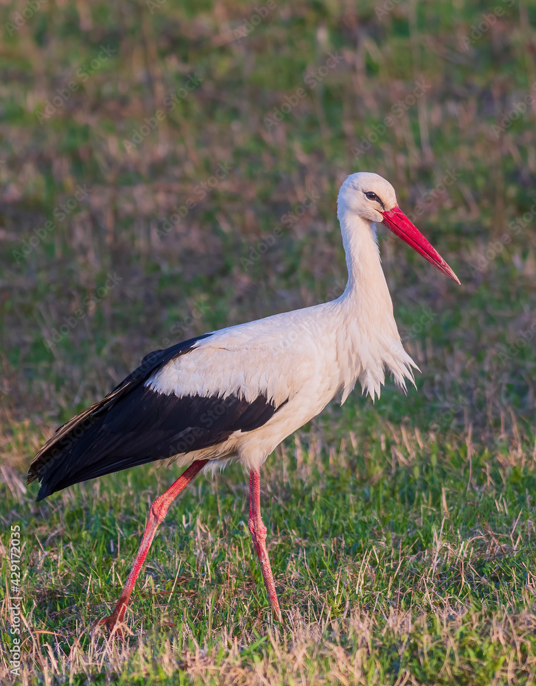 White Stork Ciconia ciconia in meadow, Lithuania - Europe