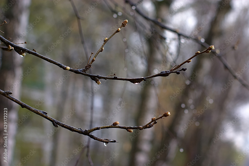 the branches of the budding plants were soaked by the rain the branches of the budding plants were soaked by the rain