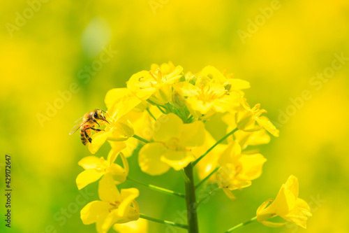 bee on yellow flowers in spring