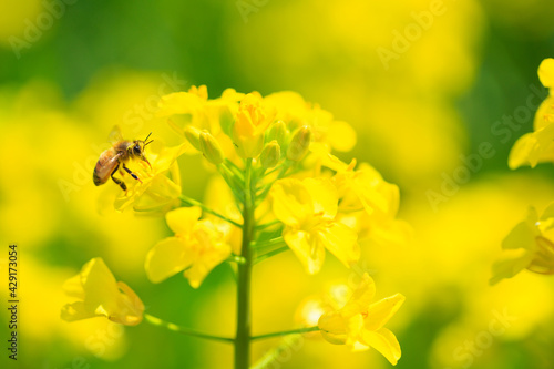 bee on yellow flower © mutai
