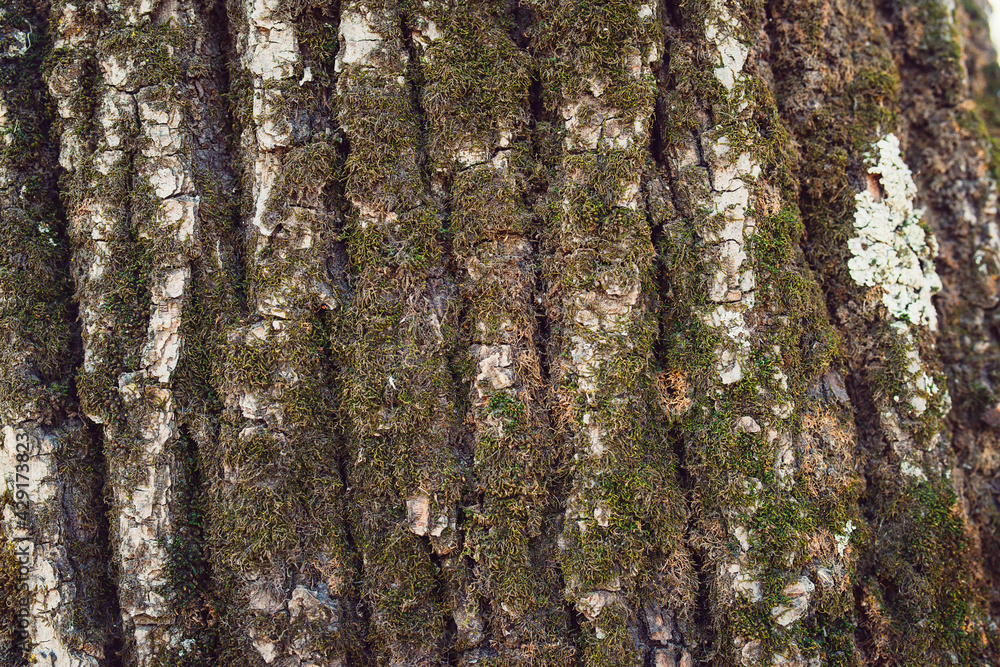 Fototapeta premium Embossed texture of the brown bark of a tree with green moss and lichen on it. 