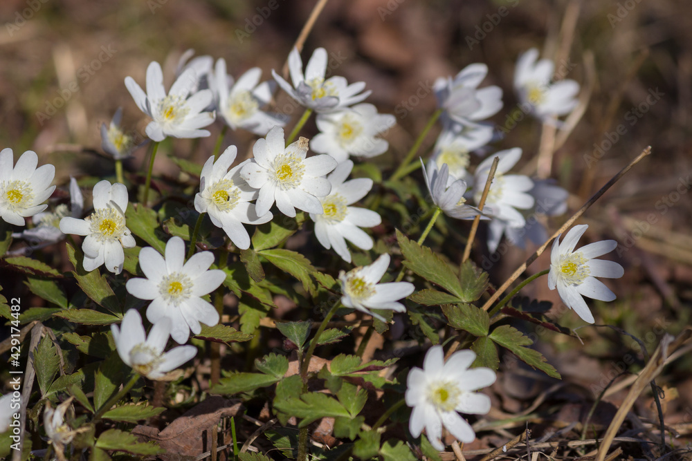 white flowers in spring white flowers in spring