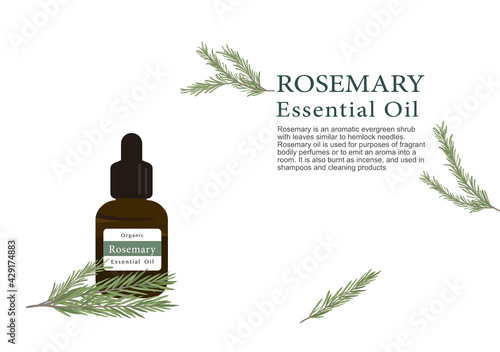 rosemary herb for essential oil extraction in medical treatment vector ep02